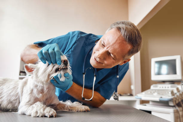 Professional Emergency Dental Service in TX